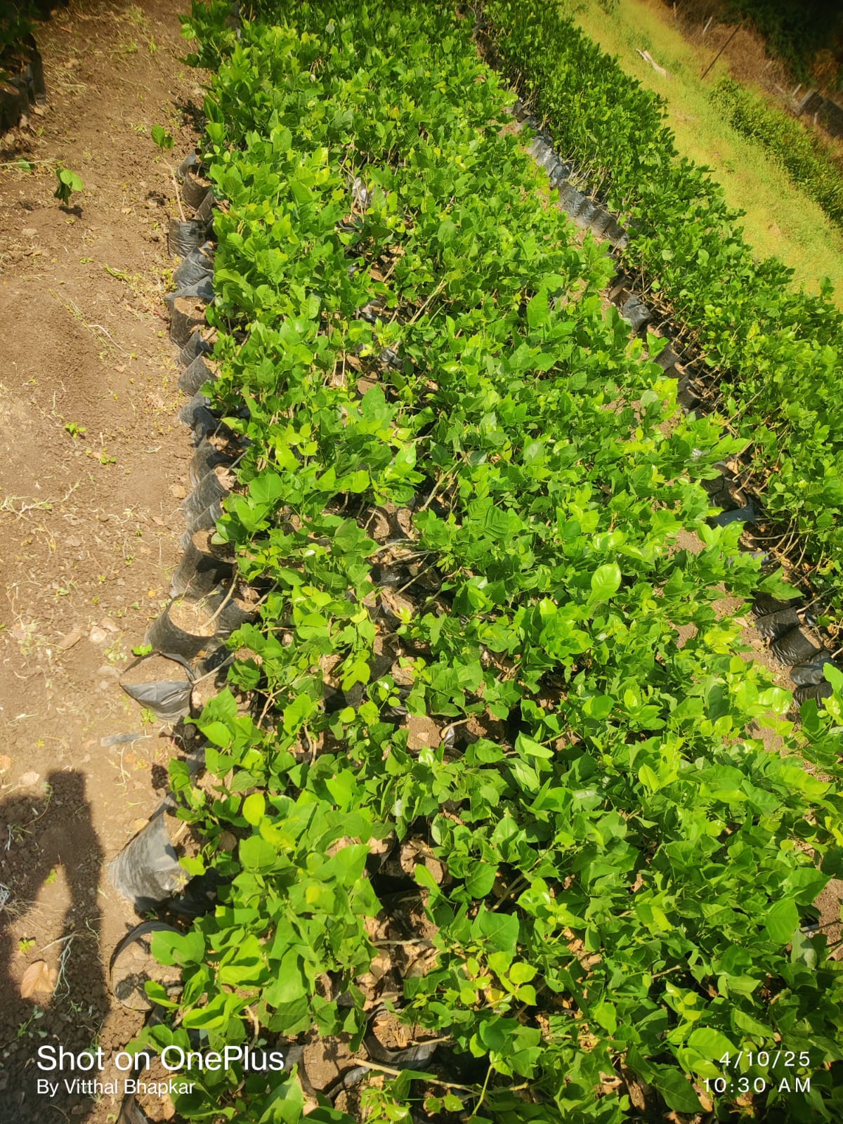 Well-established Trees